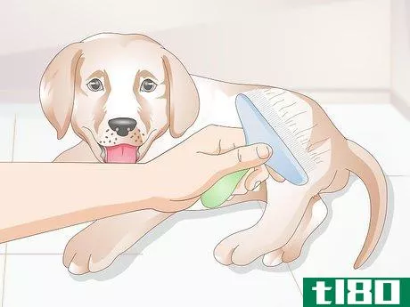 Image titled Get to Know Your Puppy Step 9