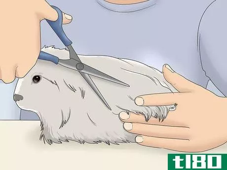 Image titled Get Knots Out of a Guinea Pig's Fur Step 9