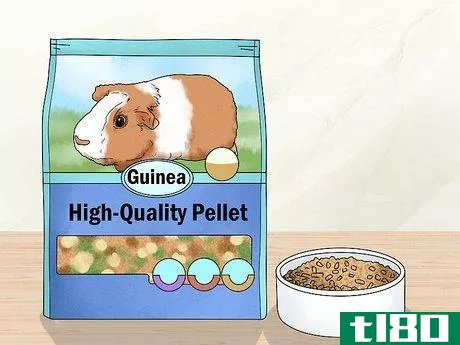 如何保持你的豚鼠健康(keep your guinea pigs healthy)