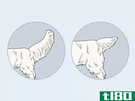 Image titled Identify a Clumber Spaniel Step 6