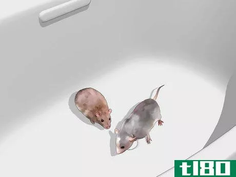 Image titled Introduce Pet Rats Step 4