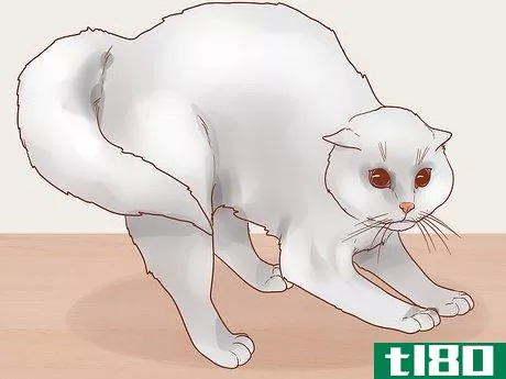 Image titled Know if Your Cat Is Afraid of Something Step 3