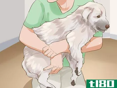 Image titled Include Your Dog in an Emergency Disaster Plan Step 7