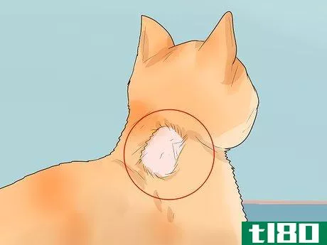 Image titled Handle Autoimmune Skin Disease in Cats Step 1
