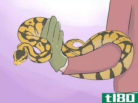 Image titled Hold a Snake Step 11