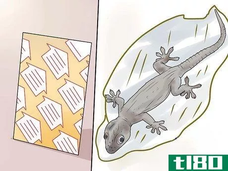 Image titled Get Rid of Common House Geckos Step 3