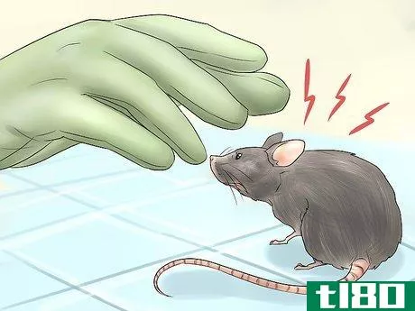 Image titled Humanely Kill a Rodent Step 18