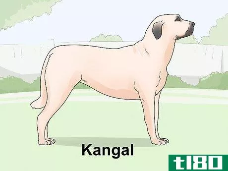 Image titled Identify a Mastiff Step 23