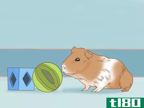 Image titled Get Your Guinea Pig to Eat a Treat Out of Your Hand Step 5