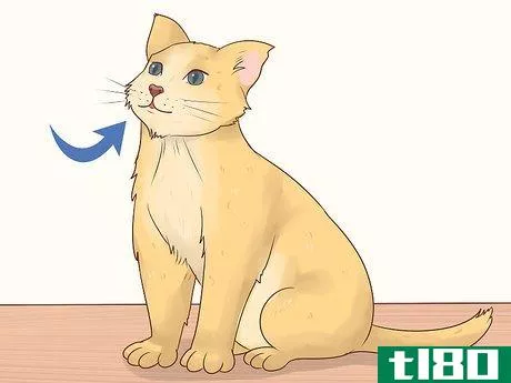 Image titled Give Atenolol to Cats with Heart Disease Step 1