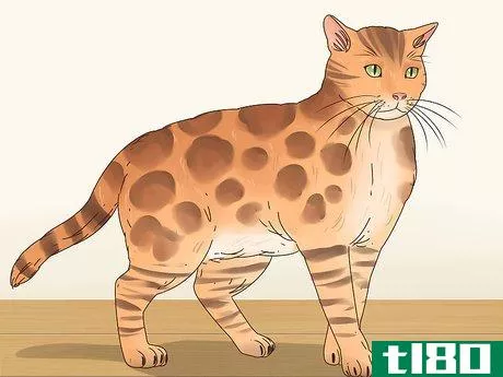 Image titled Identify a Bengal Cat Step 3