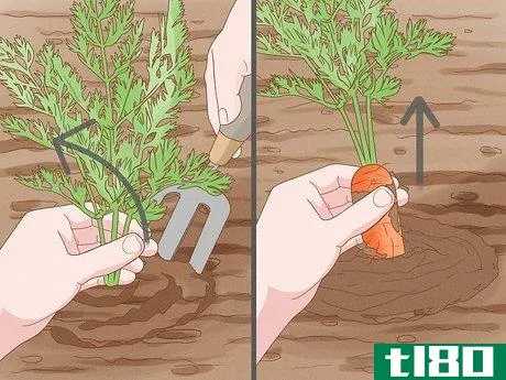 Image titled Harvest Carrots Step 9