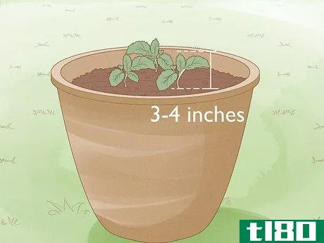 Image titled Grow Kale Step 9