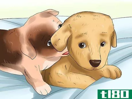 Image titled Get Your Puppy to Stop Biting Step 1