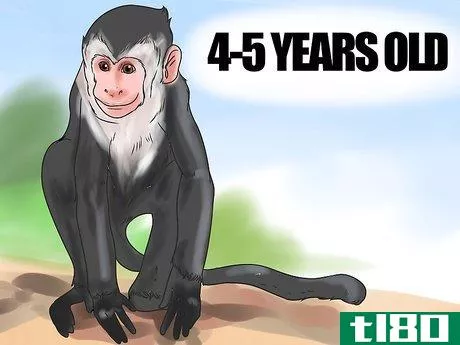 Image titled Keep Capuchin Monkeys As Pets Step 4