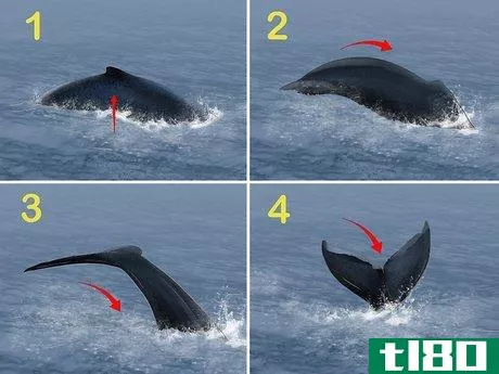 Image titled Identify Whales Step 11