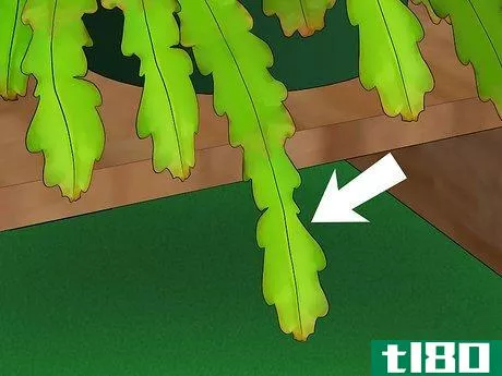 Image titled Grow Epiphyllum Cactus Step 13