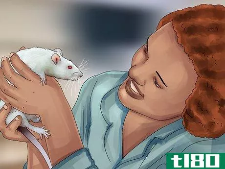 Image titled Get a Pet Rat Step 17
