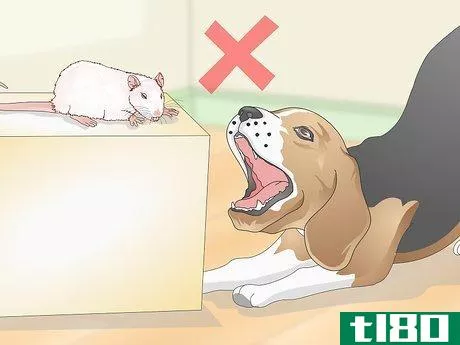 Image titled Keep Pet Rats Safe Around Other Pets Step 1