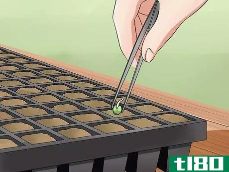 Image titled Germinate Cannabis Seeds Step 17