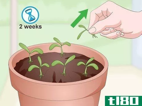 Image titled Grow Cilantro Indoors Step 11