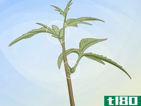 Image titled Identify Female and Male Marijuana Plants Step 3