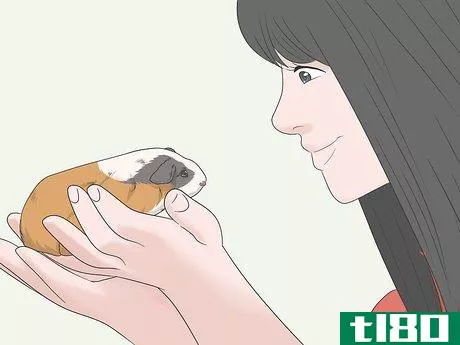 Image titled Hold a Guinea Pig Step 19