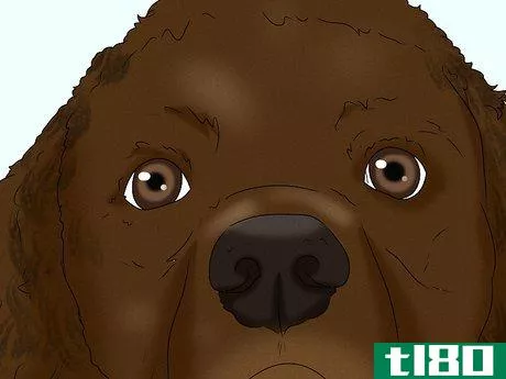 Image titled Identify an American Water Spaniel Step 2