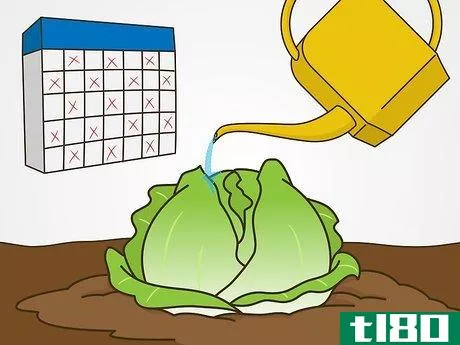 Image titled Grow Iceberg Lettuce Step 14