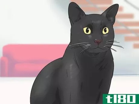 如何识别孟买猫(identify a bombay cat)
