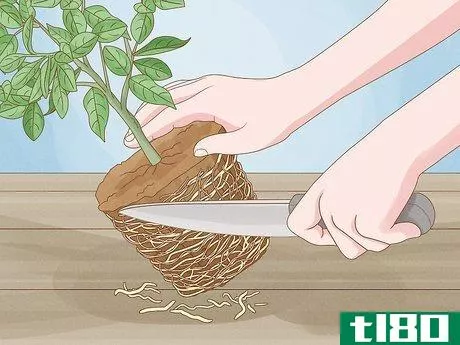 Image titled Grow Lemon Trees Indoors Step 21