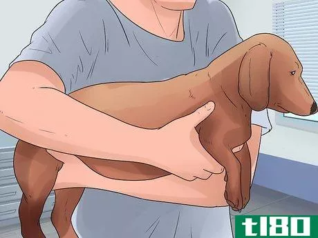 Image titled Give Your Dog Eye Drops Step 4