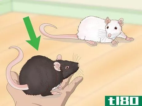 Image titled Keep Pet Rats Safe Around Other Pets Step 13