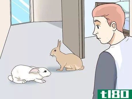 Image titled Keep Pet Rabbits Safe Step 11