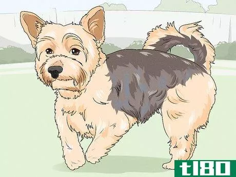 Image titled Identify a Yorkshire Terrier Step 6