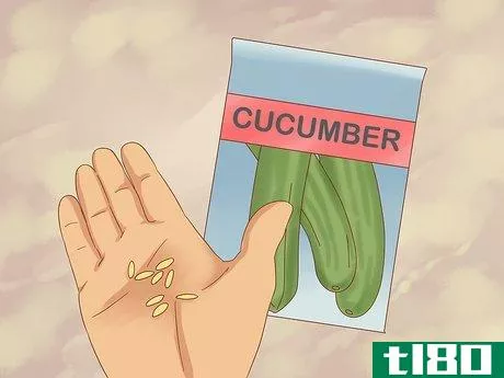 Image titled Grow Cucumbers Step 10