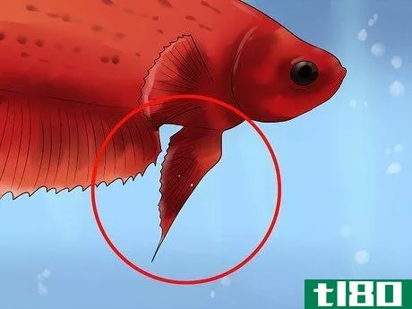 Image titled Identify Different Betta Fish Step 12