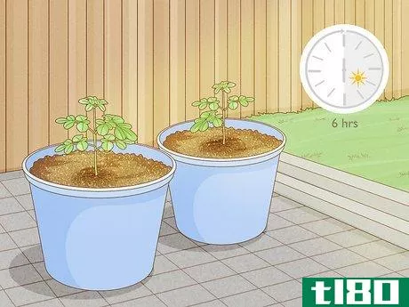 Image titled Grow a Moringa Tree Step 7