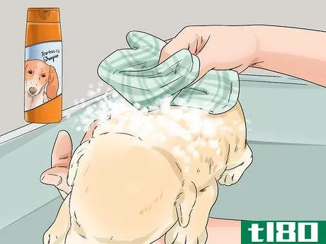 Image titled Give a Newborn Puppy a Bath Step 8