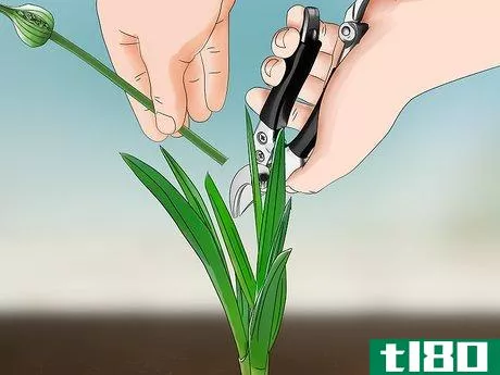 Image titled Grow Elephant Garlic Step 9