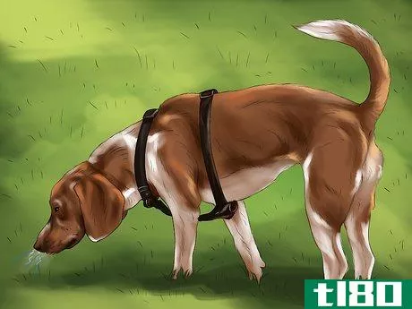 Image titled Housebreak a Dog with Positive Reinforcement Step 10