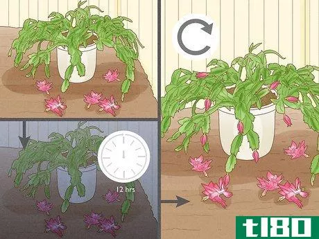 Image titled Get a Christmas Cactus to Bloom Step 11