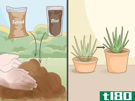 Image titled Keep an Aloe Vera Plant Fresh Step 1