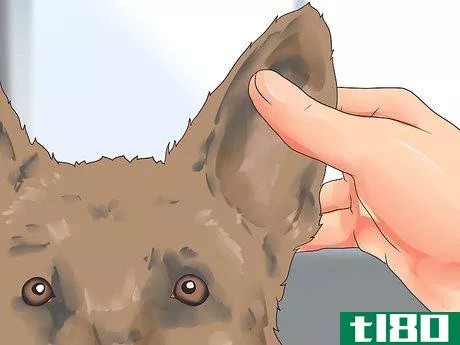 Image titled Care for a Dog's Torn Ear Step 1