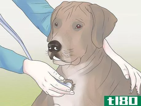 Image titled Get Rid of Fleas on a Puppy Too Young for Normal Medication Step 7