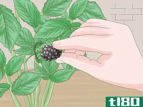 Image titled Harvest Blackberries Step 4