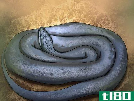 Image titled Identify Garden Snakes Step 4