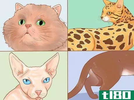 Image titled Identify Cats Step 1