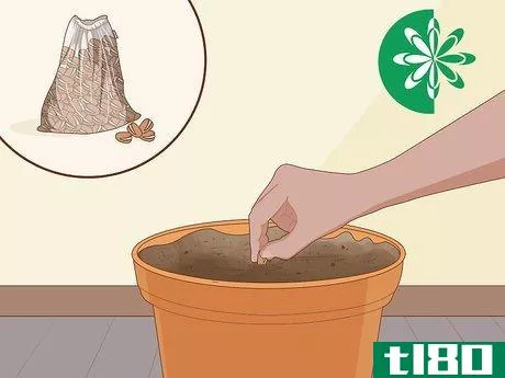 Image titled Grow Ginseng Step 11