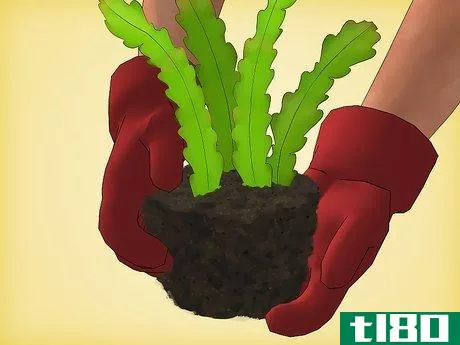 Image titled Grow Epiphyllum Cactus Step 9